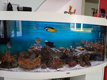 Acquario 450 litri