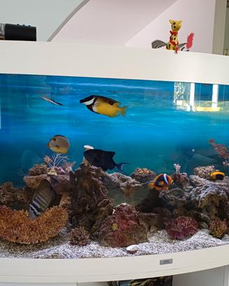 Acquario 450 litri
