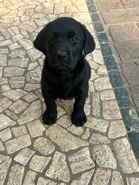 Labrador Retriever