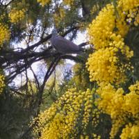 ramette mimosa