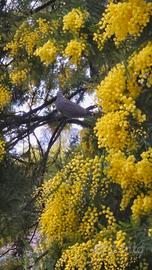 ramette mimosa