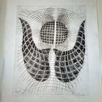 Incisione Miodrag Nagorni - Prova d'Autore Parigi