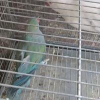 Parrocchetto dal collare