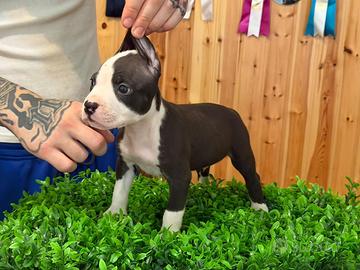 American pitbull terrier