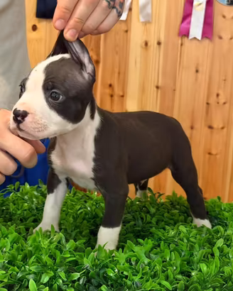 American pitbull terrier
