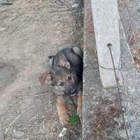 Cucciolo pastore tedesco