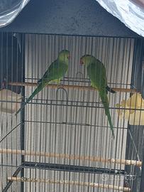 Pappagalli Parrocchetti dal collare