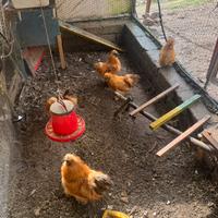 Galline