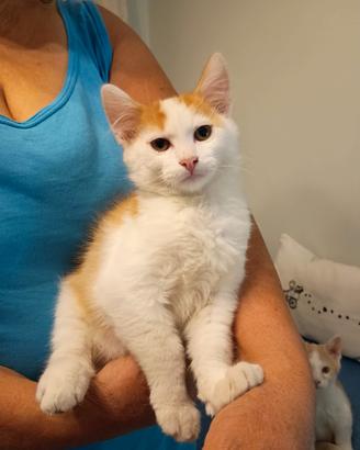 Teneri gattini di 3 mesi