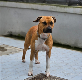 Bellissima cucciola