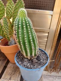 cactus 🌵