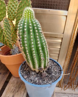 cactus 🌵