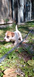 Jack Russell