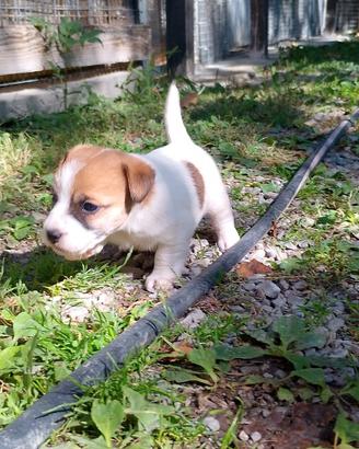 Jack Russell