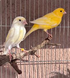 Canarini coppia