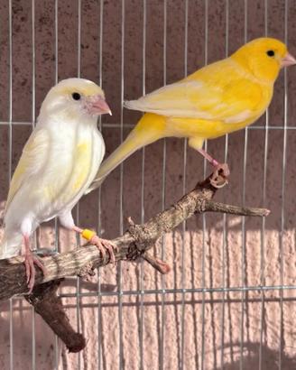Canarini coppia