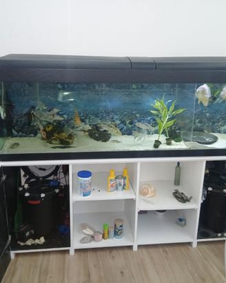 Acquario