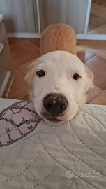 Cucciolo 4 mesi