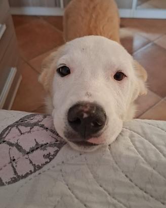 Cucciolo 4 mesi