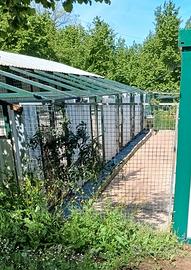 Centro cinofilo addestramento e pensione cani