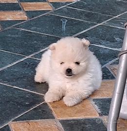 Cuccioli volpini della Pomerania