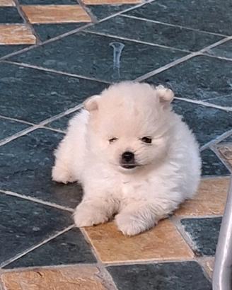 Cuccioli volpini della Pomerania