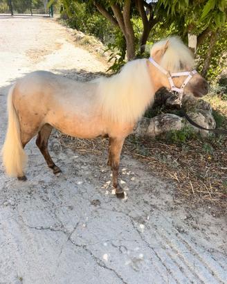 Falabella