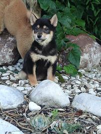 Shiba Inu