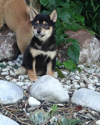 Shiba Inu