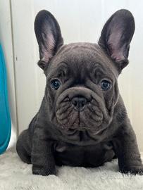 Bulldog francese maschio