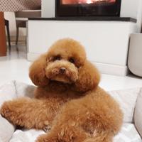 Barbone TOY per monta - solo misurato