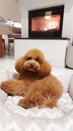 Barbone TOY per monta - solo misurato