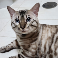 Gatto BENGALA SNOW per MONTA