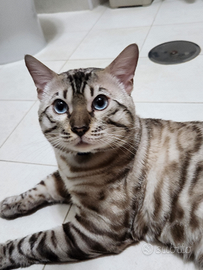Gatto BENGALA SNOW per MONTA