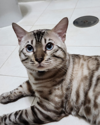 Gatto BENGALA SNOW per MONTA