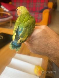 Inseparabili (Agapornis)