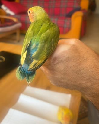 Inseparabili (Agapornis)