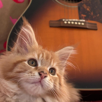 Cucciolo Maine Coon