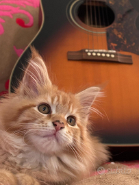 Cucciolo Maine Coon