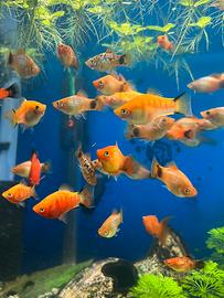 Pesci Platy e Molly