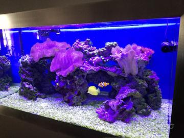 Acquario