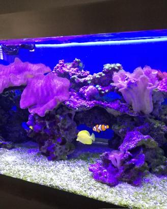 Acquario