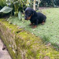 Maschietti di bassotto nano