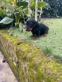 Maschietti di bassotto nano