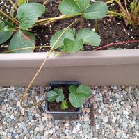 pianta di Fragola Fragaria x ananassa Black Peter