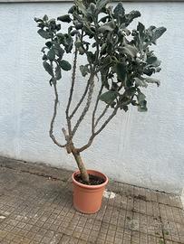 Pianta adulta di Kalanchoe beharensis