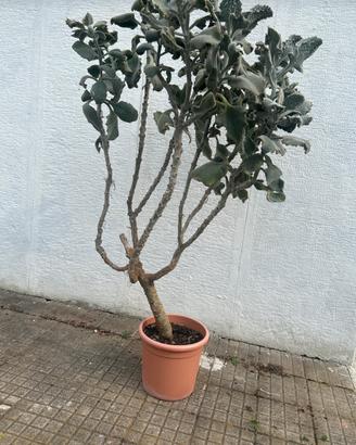 Pianta adulta di Kalanchoe beharensis