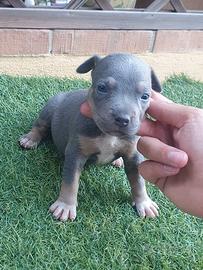 Pitbull tricolor