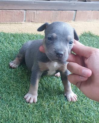 Pitbull tricolor