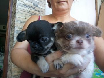 Chihuahua cuccioli meravigliosi